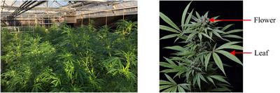 Hyperspectral Imaging With Machine Learning to Differentiate Cultivars, Growth Stages, Flowers, and Leaves of Industrial Hemp (Cannabis sativa L.)